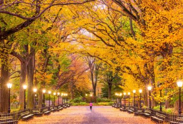 Fall Foliage in NYC