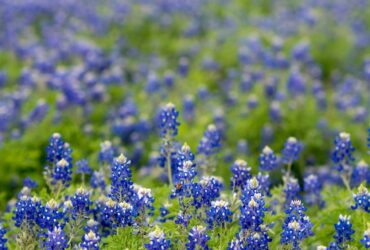 7 Reasons Fredericksburg, TX, Should Be on Your Travel Bucket List