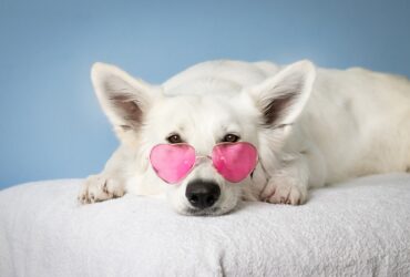 The Benefits Of Microchipping Your Pet